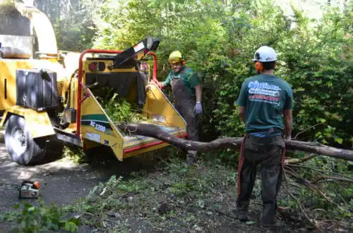 tree services Pinon